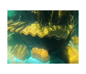 水池上架设诱虫灯养溪石斑，整整2年过去了，今天清池测量下鱼