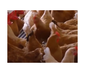 现代自动养鸡技术，现代化养殖，看完全过程让人沉默