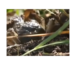 妥妥的乡味：蟹稻共生养殖模式，为何产量不高却不改变方法