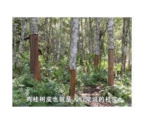 肉桂怎样种植出来？又是怎样收获桂皮？来看肉桂的一生