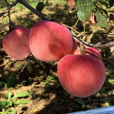 现货陕西红富士苹果新鲜水果产地直发甜脆水分足陕西苹果一件代发图3