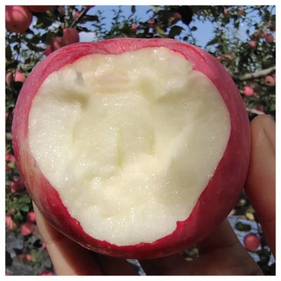 现货陕西红富士苹果新鲜水果产地直发甜脆水分足正宗陕西苹果代发图2