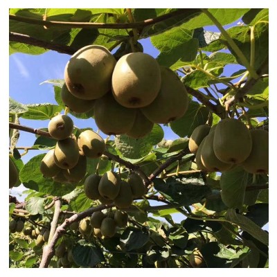 现货四川红心猕猴桃奇异果浦江红阳东红非绿心猕猴桃批发一件代发图4