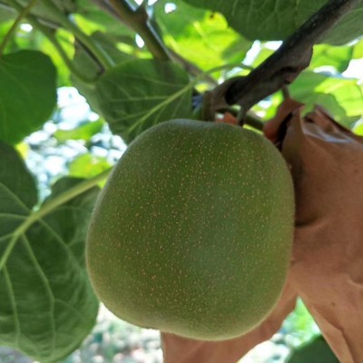 现货四川红心猕猴桃奇异果浦江红阳东红非绿心猕猴桃批发一件代发图2