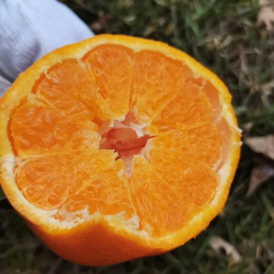浦江春见耙耙柑产地直发手剥甜柑橘应季水果柑桔子粑粑柑新鲜水果图3