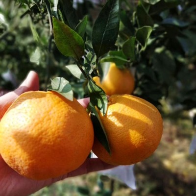 浦江春见耙耙柑产地直发手剥甜柑橘应季水果柑桔子粑粑柑新鲜水果图4