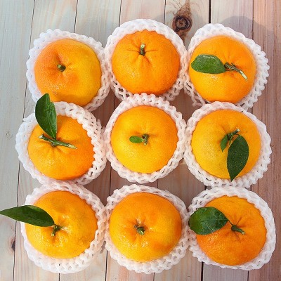 现货武鸣沃柑当季新鲜水果沙糖桔橘子整箱批发一件代发图4