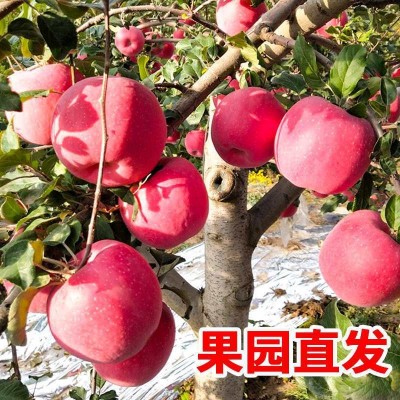 陕西红富士苹果非阿克苏苹果洛川红富士新鲜水果产地直发批发图3