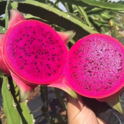 现摘海南金都一号火龙果 红心新鲜红肉蜜宝大果 当季水果 5斤代发图4