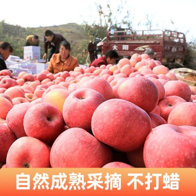 产地直发陕北米脂当季新鲜苹果红富士脆甜多汁水果礼盒12颗装直邮图3