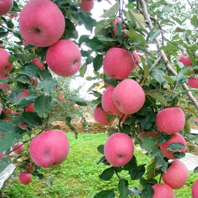 陕西洛川苹果4枚90 洛川苹果 产地直发应季新鲜水果脆甜可口图5