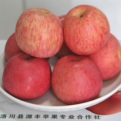 应季生鲜水果洛川红富士冰糖心苹果5/9斤包邮现摘多汁脆甜苹果图4