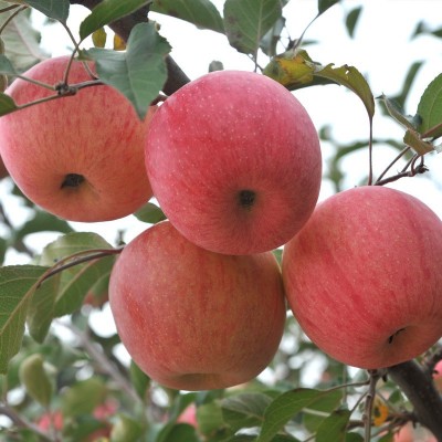 应季生鲜水果洛川红富士冰糖心苹果5/9斤包邮现摘多汁脆甜苹果图2