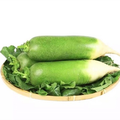 潍坊萝卜水果萝卜新鲜现拔现发3斤5斤9斤水果萝卜一件代发 2件图2