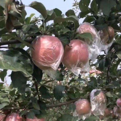 山西红富士苹果当季新鲜水果脆甜苹果一件代发 2件图4