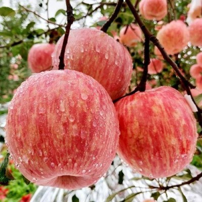 山西红富士苹果当季新鲜水果脆甜苹果一件代发 2件图5