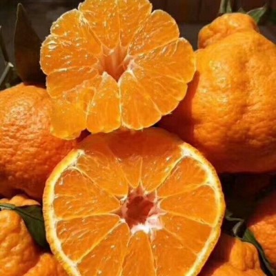 四川耙耙柑现货橘子新鲜当季水果柑桔子耙耙柑一件代发  2件图2