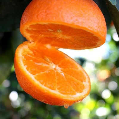 新鲜广西沃柑当季时令水果特产桔子蜜橘子柑橘蜜桔一件代发 2件图5