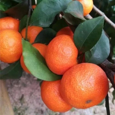 广西砂糖橘新鲜水果包邮当季橘子小沙糖桔子一件代发 2件图4