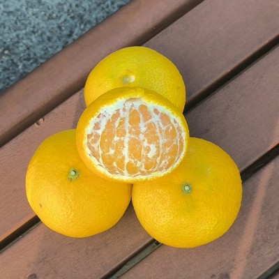 甜心柚福建甜心桔柚建阳橘柚特产甜心柚年货柚子薄皮当季新鲜水果图2