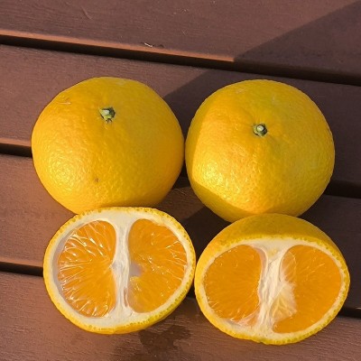甜心柚福建甜心桔柚建阳橘柚特产甜心柚年货柚子薄皮当季新鲜水果图5