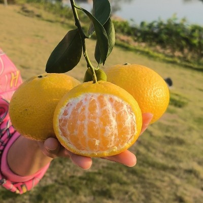 甜心柚福建甜心桔柚建阳橘柚特产甜心柚年货柚子薄皮当季新鲜水果图3