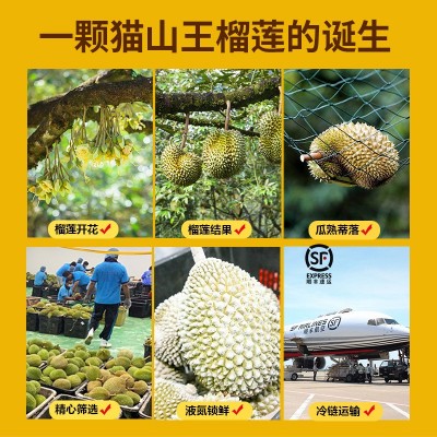马来西亚进口液氮猫山王榴莲D197新鲜冷冻带壳整果 批发零售图3