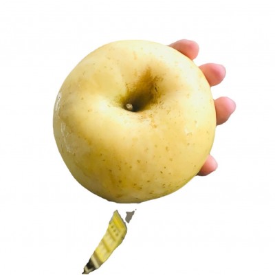 23秋正宗烟台栖霞黄金维纳斯奶油富士苹果水果脆甜汁正宗山东新鲜图5