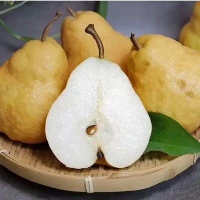 正宗烟台中华丑梨软糯爆汁香甜太婆啤梨5斤9斤大果礼盒装支持代发图4