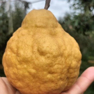 正宗烟台中华丑梨软糯爆汁香甜太婆啤梨5斤9斤大果礼盒装支持代发图3