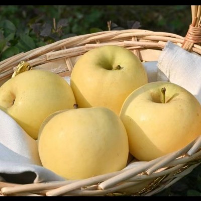山东栖霞苹果黄金奶油富士 5斤装脆甜多汁冰糖心水果批发支持代发图4