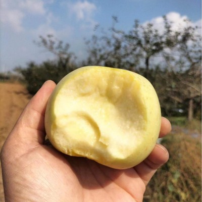 山东栖霞苹果黄金奶油富士 5斤装脆甜多汁冰糖心水果批发支持代发图2