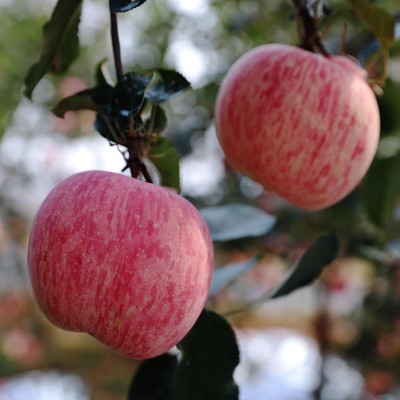 本地果园现摘现发烟台条纹红富士苹果新鲜苹果水果红富士苹果批发图3