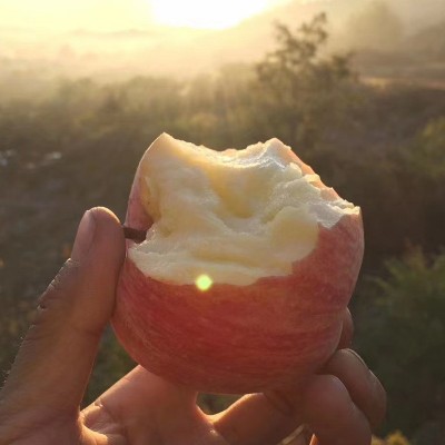 本地果园现摘现发烟台条纹红富士苹果新鲜苹果水果红富士苹果批发图2