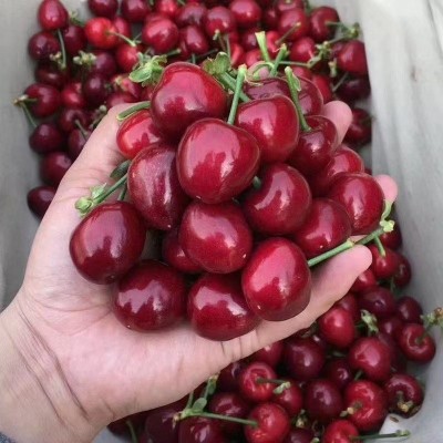 现摘现发5斤顺丰包邮当季智利车里子3斤装新鲜车厘子水果批发图3