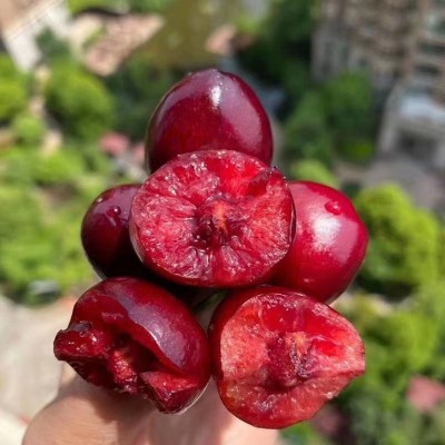 现摘现发5斤顺丰包邮当季智利车里子3斤装新鲜车厘子水果批发图2