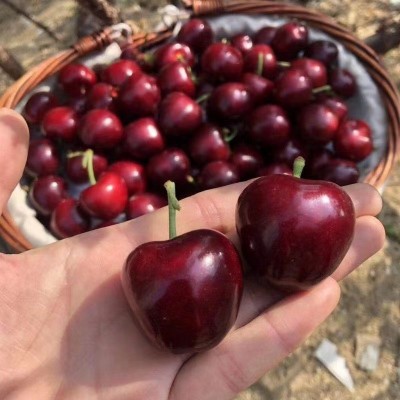 现摘现发5斤顺丰包邮当季智利车里子3斤装新鲜车厘子水果批发图4