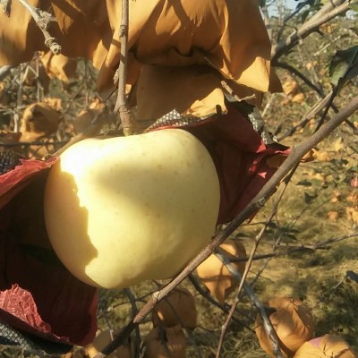 黄金奶油富士苹果老人孩子新鲜水果支持代发脆甜富士苹果批发图4