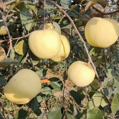 黄金奶油富士苹果老人孩子新鲜水果支持代发脆甜富士苹果批发图2