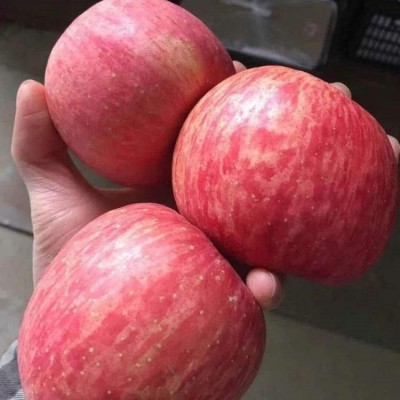 红富士苹果批发商 脆甜多汁 冰糖心苹 果 新鲜水果产地 一件代发图5