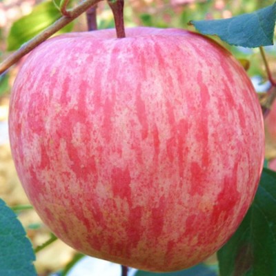 代办 冷库红富士苹果 水果批发 新鲜采摘当季北方果图4