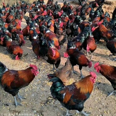 脱温鸡苗卖 脱温鸡价格脱温鸡苗价格批发图3