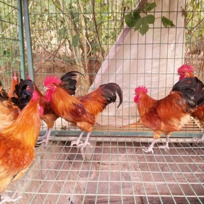 脱温鸡苗卖 脱温鸡价格脱温鸡苗价格批发图2