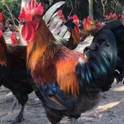 脱温鸡苗卖 脱温鸡价格脱温鸡苗价格批发图4