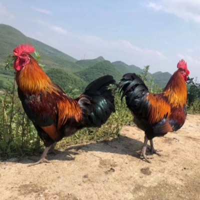 乌骨鸡苗批发 山地乌骨鸡苗 乌骨鸡苗售山地黑鸡图4