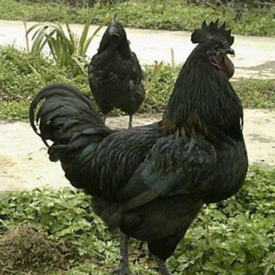乌骨鸡苗批发 山地乌骨鸡苗 乌骨鸡苗售山地黑鸡图3