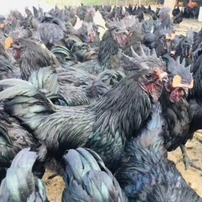 乌骨鸡苗批发 山地乌骨鸡苗 乌骨鸡苗售山地黑鸡图5