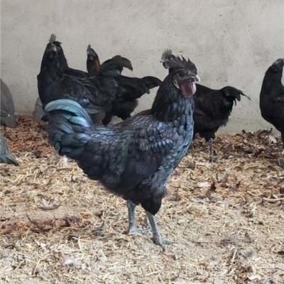 乌骨鸡苗批发 山地乌骨鸡苗 乌骨鸡苗售山地黑鸡图2