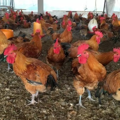 青脚麻鸡苗 新广青脚麻鸡苗 温氏青脚麻鸡苗 天府麻鸡苗批发图2