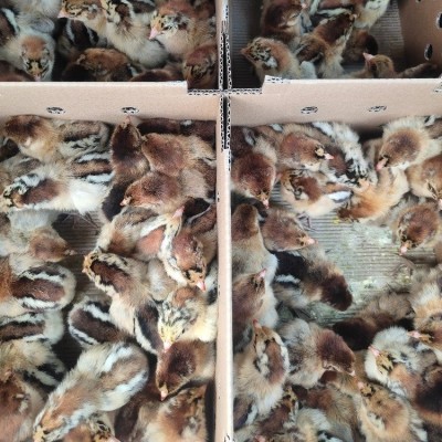 青脚麻鸡苗 新广青脚麻鸡苗 温氏青脚麻鸡苗 天府麻鸡苗批发图4